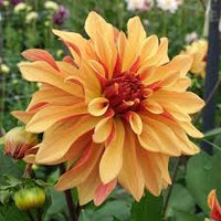 Dahlia Cancan Flower Seeds for Planting - Heirloom and Non-GMO garden seeds