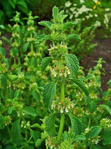A close-up of a green leafy plant with small white flowers growing in a garden setting.
