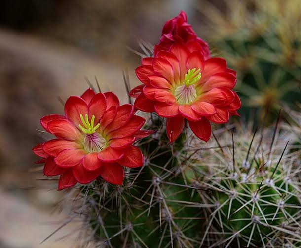 Claret Cup Hedgehog Cacti Seeds for Planting NON GMO Seeds