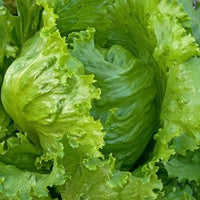 Iceberg lettuce plug plants ready for garden planting