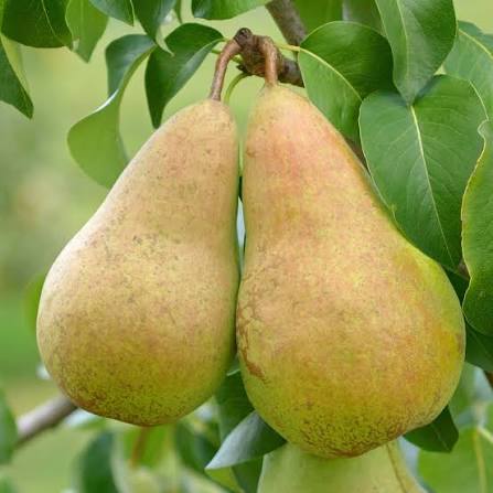 Concorde pear tree with ripe fruits on branches
