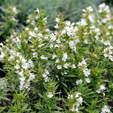 Satureia Hortensis Planting Seeds 100 Pcs pcs