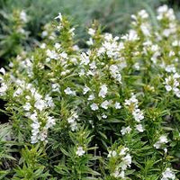 Satureia Hortensis Planting Seeds 100 Pcs pcs