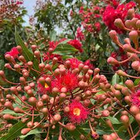 Pink Corymbia Ficifolia Flower Seeds 100 Pcs pcs