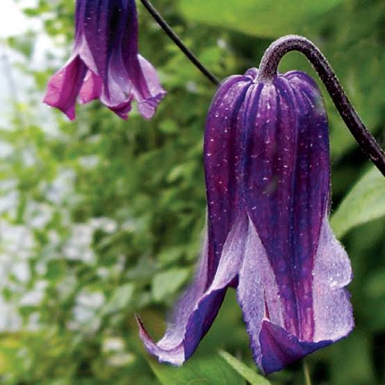 Heirloom Clematis Rooguchi Flower Seeds, Non-GMO Bell-Shaped Blooms for Planting