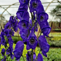 Heirloom Wolfsbane Flower Seeds for Garden Planting, Non-GMO, Tall Spiked Blooms for Shaded Borders