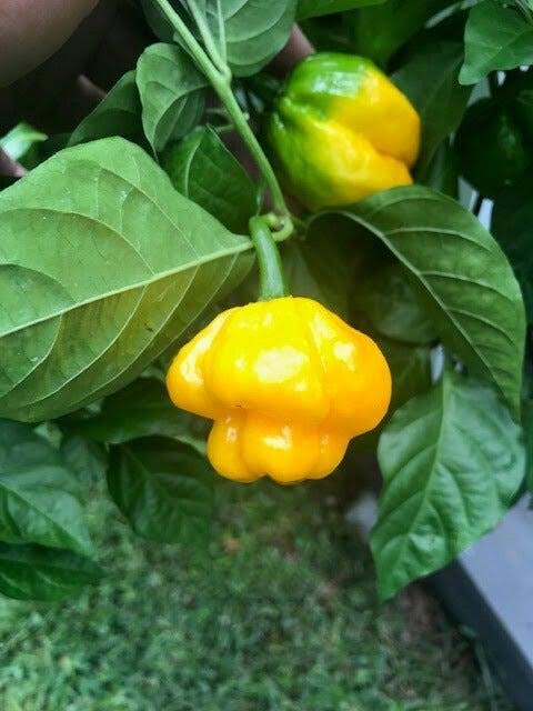 TFM Scotch Bonnet Pepper Seeds for Planting heirloom & Non-GMO Seeds