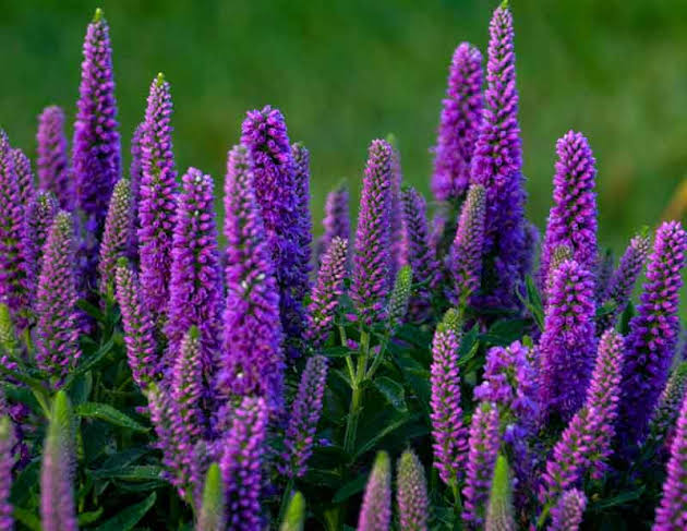 Heirloom Veronica Purple Flower Seeds, Non-GMO Spiked Blooms for Pollinator-Friendly Garden Planting