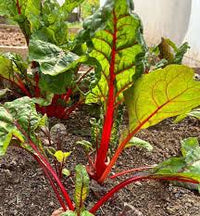 Red Swiss Chard Vegetable Seeds for Planting heirloom & Non-GMO Seeds