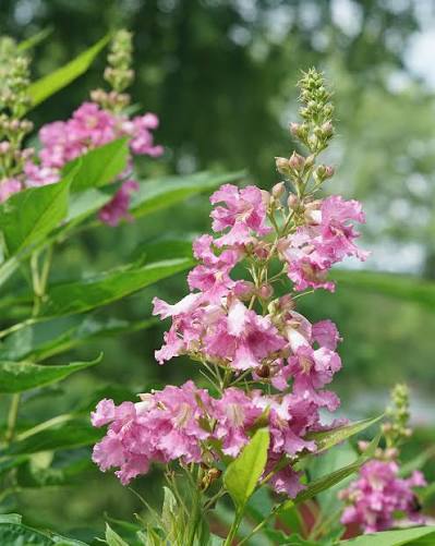 Chilopsis Flower Seeds – Heirloom Non-GMO Seeds for Drought-Tolerant and Ornamental Garden Planting
