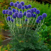 Blue Globe Thistle flowers growing in a sunny garden border.