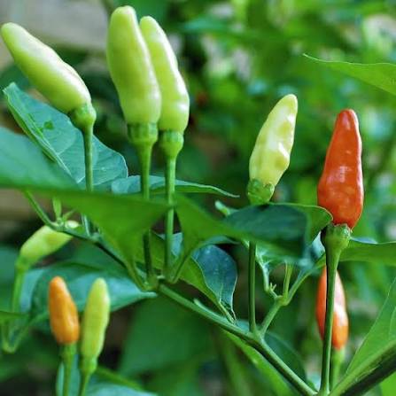 Tabasco Hot Pepper Seeds for Planting heirloom & Non-GMO Seeds