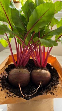 Young beetroot plants thriving in a raised garden bed.

