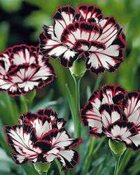 Heirloom Non-GMO Maroon White Carnation Flower Seeds for Planting – Bicolor Fragrant Bloom Seeds - Non-GMO for planting in home garden