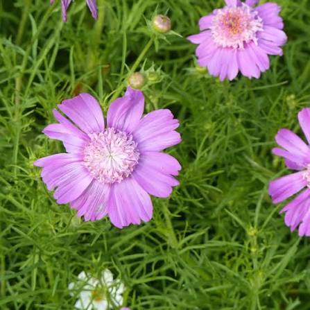 Cosmos Popsocks Pink Flower Seeds for Planting – Vibrant Blooms, Non-GMO, Heirloom
