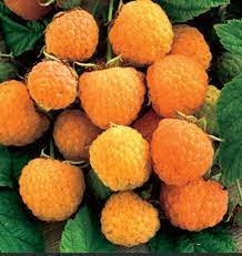 100 Pcs