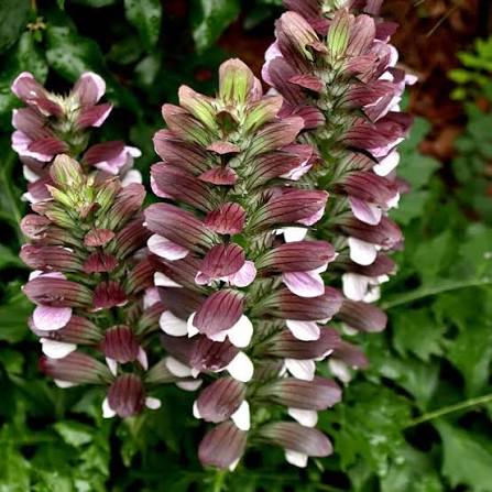 Bear's Breeches Plant Seeds for Planting NON GMO Seeds