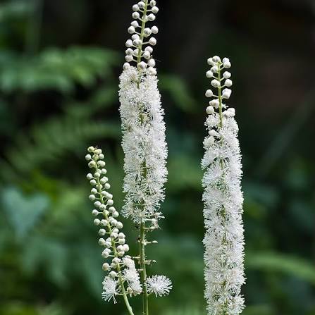 Cimicifuga Racemosa Flower Seeds for Planting, Heirloom, Non-GMO, 100 pcs