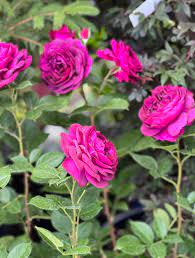 Charles de Mills Flower Seeds for Planting, Pink Blooms, 100 pcs