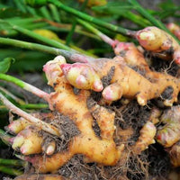 Perennial Ginger Seeds for Planting Green - NON GMO Seeds