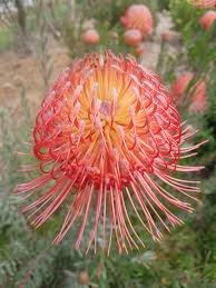 Leucospermum Cordifolium Flower Seeds for Planting - Heirloom, NON-GMO Seeds - Easy to Grow