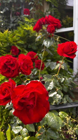 Bright red Dublin Bay rose blooms on a climbing plant
