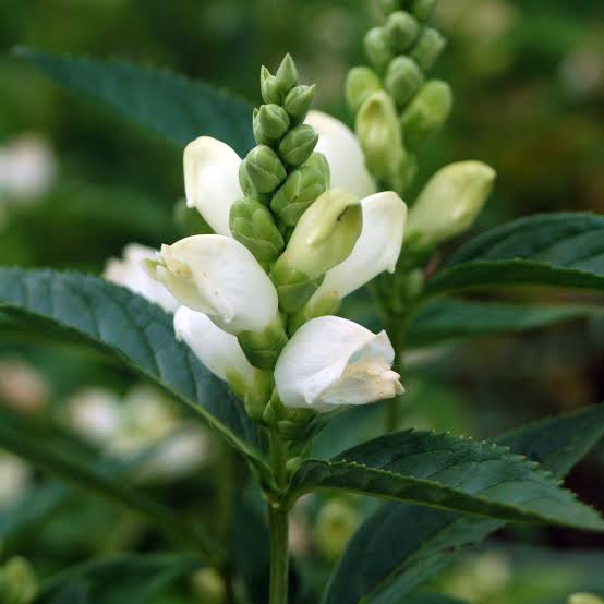 Chelone Glabra Flower Seeds – Heirloom Non-GMO Seeds for Moist and Shade Garden Planting