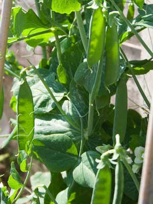 Close-up of mangetout plants with vibrant green foliage.
