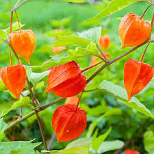 Red Alkekengi Plant Seeds for Planting - heirloom & Non-GMO Seeds