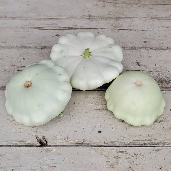 Green Patty Pan Bush Squash heirloom seeds for home vegetable gardens