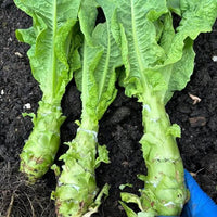 Asparagus Lettuce Celtuce Seeds for Planting heirloom & Non-GMO Seeds