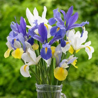 Iris perennial flowers adding beauty and color to a garden border.

