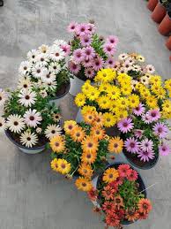 Osteospermum Flower Seeds Mixed Varieties, Heirloom Non-GMO Colorful Daisy Seeds for Planting