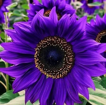 Purple sunflower plants with vibrant flowers in an outdoor garden.