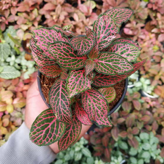 Mixed Fittonia Verschaffeltii Plant Seeds for Planting