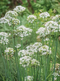 Garlic chive plants thriving in a raised garden bed with fresh green foliage.


