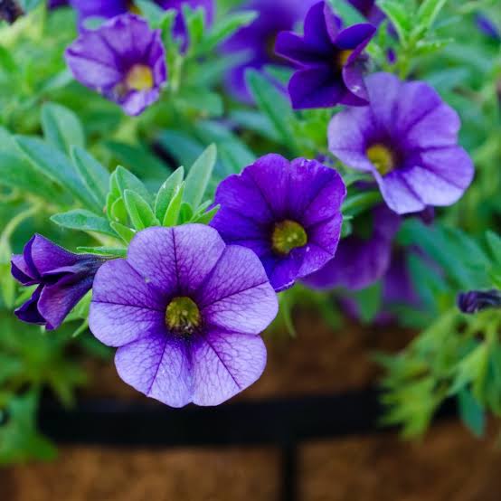 Heirloom Calibrachoa Flower Seeds for Garden Planting, Non-GMO, Mini Petunia Blooms for Hanging Baskets