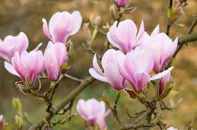 Baby Pink Yulan Flower Seeds for Planting, Fresh, NON GMO Seeds