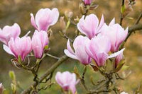 Baby Pink Yulan Flower Seeds for Planting, Fresh, NON GMO Seeds