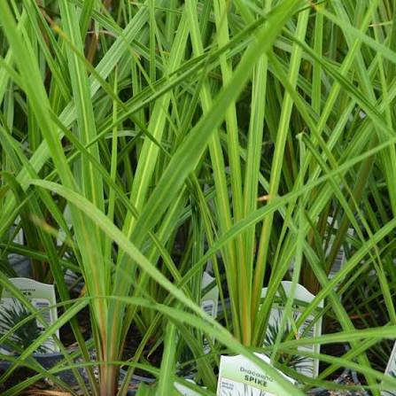 Dracaena Spikes Plant Seeds for Planting - 100 Pcs pcs