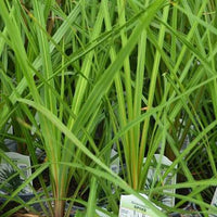 Dracaena Spikes Plant Seeds for Planting - 100 Pcs pcs