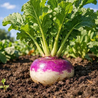 Turnip plants growing with fresh green leaves in fertile garden soil.
