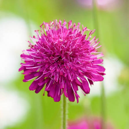 Heirloom Macedonica Flower Seeds, Non-GMO, Long-Blooming Color for Cottage and Wildflower Gardens