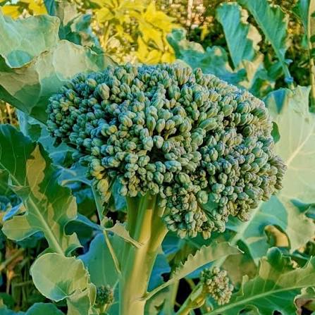 Healthy broccoli plug plants ready for transplanting into a home vegetable garden.
