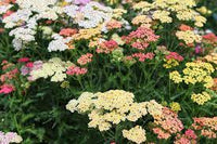 Mixed Yarrow Flower Seeds ƒ?? Heirloom, Non-GMO Flower Seeds for Planting