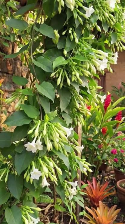 Healthy Loroco plant growing in an outdoor garden