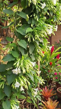 Healthy Loroco plant growing in an outdoor garden