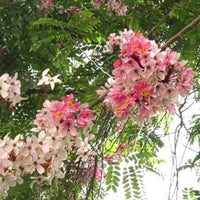 Ornamental Green Cassia Javanica tree featuring lush foliage and colorful blossoms.
