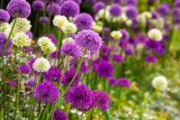 Allium bulbs growing in a colorful outdoor garden display