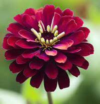 Burgundy Zinnia Flower Seeds for Planting ƒ?? Vibrant, Non-GMO, Heirloom Garden Seed
